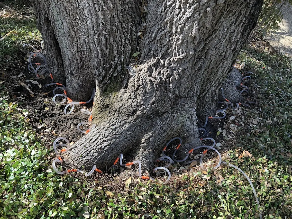 Detailed Tree Cabling and Bracing job site in Crown