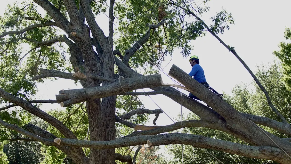 Professional Crown Thinning performed by certified arborists in Crown
