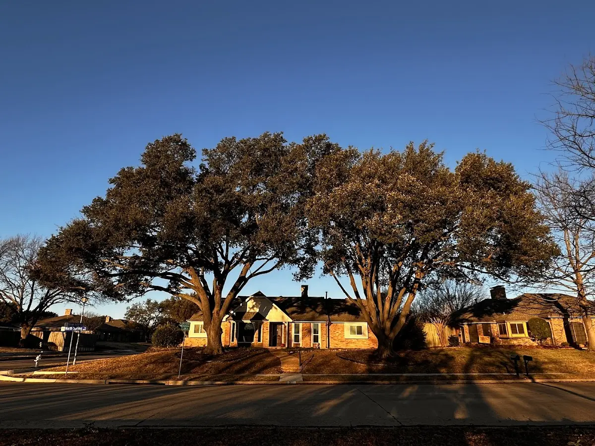 Established residential canopy tree shading a home in Crown